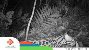 Una cámara de Codechoco capta imágenes de venados, guaguas, aves, felinos silvestres, osos hormigueros, guatines, tayras y zainos 1 Una cámara de Codechoco capta imágenes de venados, guaguas, aves, felinos silvestres, osos hormigueros, guatines, tayras y zainos