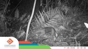Una cámara de Codechoco capta imágenes de venados, guaguas, aves, felinos silvestres, osos hormigueros, guatines, tayras y zainos 2 Una cámara de Codechoco capta imágenes de venados, guaguas, aves, felinos silvestres, osos hormigueros, guatines, tayras y zainos