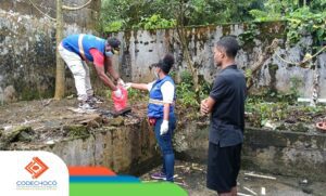 Codechocó intensifica el control de caracol gigante africano en Quibdó